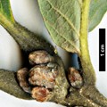 SpeciesSub: subsp. yunnanensis SpeciesSub: subsp. yunnanensis